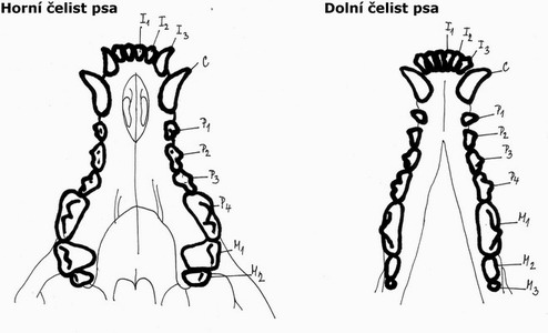 http://halitpasa.wbs.cz/Anatomie/nakres_trvalych_zubu_psa.jpg
